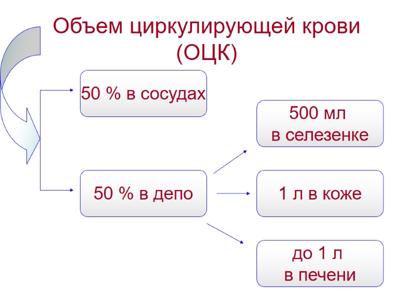 Объем циркулирующей крови (ОЦК) 50 % в сосудах 50 % в депо 500 мл